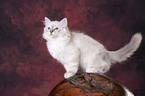 Sacred Birman Kitten