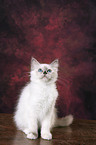 Sacred Birman Kitten