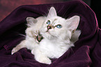 Sacred Birman Kitten