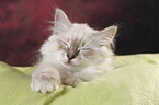 Sacred Birman Kitten