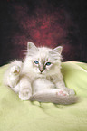 Sacred Birman Kitten