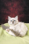 Sacred Birman Kitten