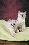 Sacred Birman Kitten