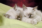 Sacred Birman Kitten