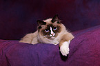 Sacred Birman