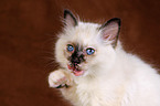 Sacred Birman Kitten