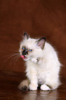 Sacred Birman Kitten