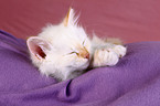 Sacred Birman Kitten