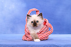 Sacred Birman Kitten