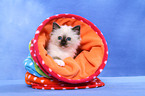 Sacred Birman Kitten