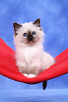 Sacred Birman Kitten