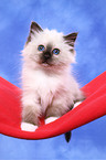 Sacred Birman Kitten