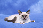 Sacred Birman kitten