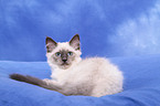 Sacred Birman kitten