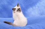 Sacred Birman kitten