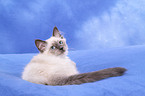 Sacred Birman kitten