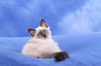 Sacred Birman kitten