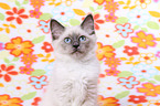 Sacred Birman kitten