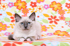 Sacred Birman kitten