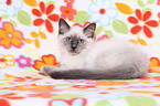 Sacred Birman kitten