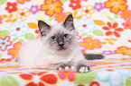 Sacred Birman kitten