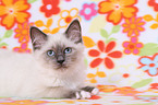 Sacred Birman kitten