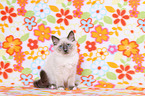 Sacred Birman kitten