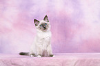 Sacred Birman kitten