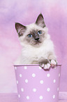 Sacred Birman kitten