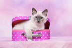 Sacred Birman kitten