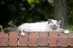 Sacred Birman kitten