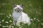 Sacred Birman kitten