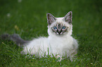 Sacred Birman kitten