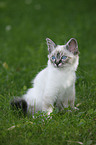 Sacred Birman kitten