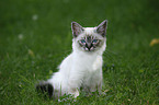 Sacred Birman kitten