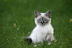 Sacred Birman kitten