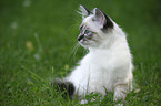 Sacred Birman kitten