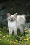 Sacred Birman kitten