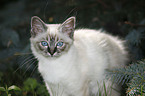 Sacred Birman kitten