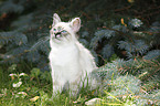 Sacred Birman kitten