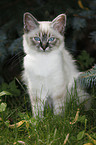 Sacred Birman kitten