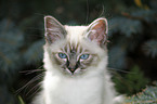 Sacred Birman kitten