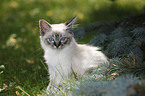 Sacred Birman kitten