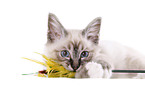 Sacred Birman kitten