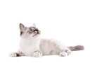 Sacred Birman kitten