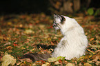 sitting Sacred Birman