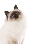 sacred Birman Portrait