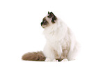 sitting sacred Birman