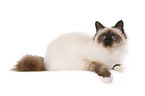 sacred Birman