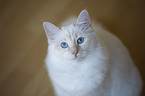 Sacred Birman Portrait